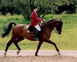 dressage horse Santiago 95 (Bavarian, 1987, from Wilder Kaiser xx)