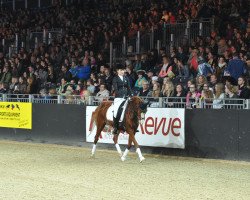 broodmare Chickeria (German Riding Pony, 2007, from Charm of Nibelungen)