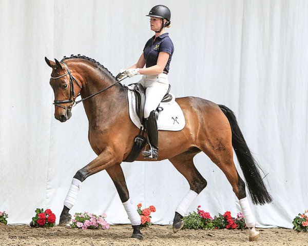 dressage horse Reminder (Hanoverian, 2010, from Glock's Romanov)