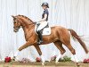 dressage horse Romeo von Nymphenburg (Hanoverian, 2011, from Royal Classic I)