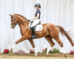 Dressurpferd Romeo von Nymphenburg (Hannoveraner, 2011, von Royal Classic I)