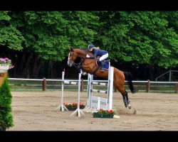 broodmare Viona 28 (KWPN (Royal Dutch Sporthorse), 2002, from Farrington)