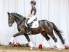 dressage horse Dilara 19 (Hanoverian, 2011, from Danone 4)