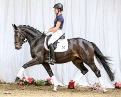 dressage horse Dilara 19 (Hanoverian, 2011, from Danone 4)