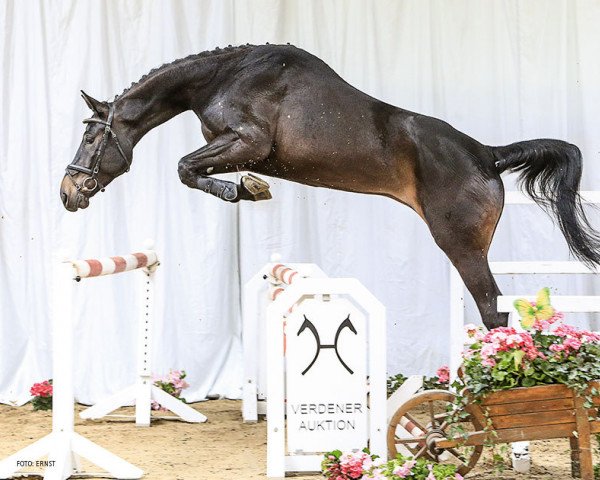 jumper Q'cells (Hanoverian, 2011, from Quadam)