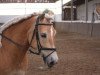 dressage horse Eddy (Haflinger, 2010)