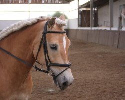 dressage horse Eddy (Haflinger, 2010)