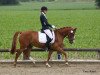 dressage horse Danny Rubin J (German Riding Pony, 2010, from Danny Gold)