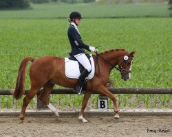 dressage horse Danny Rubin J (German Riding Pony, 2010, from Danny Gold)