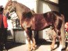 stallion Godolphin Big Ben (Welsh-Pony (Section B), 1963, from Wickenden Osprey)