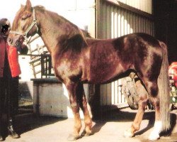 stallion Godolphin Big Ben (Welsh-Pony (Section B), 1963, from Wickenden Osprey)