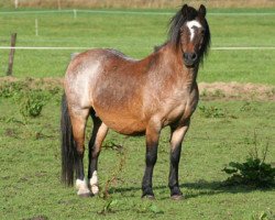 Pferd Springbourne Hyalite (Welsh Mountain Pony (Sek.A), 1987, von Springbourne Boy Blue)