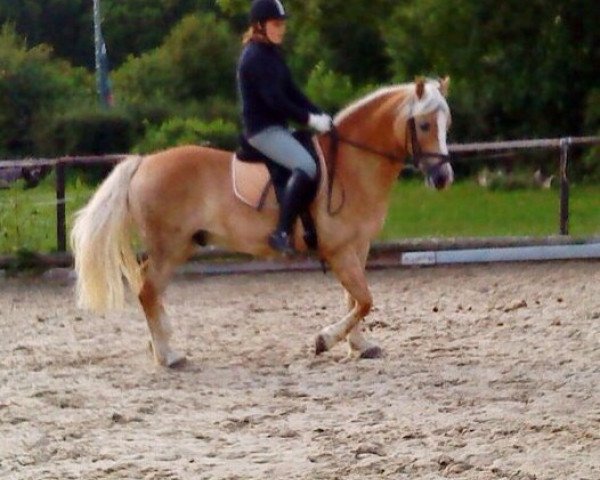 Pferd Speedy Gonzales (Haflinger, 1997, von Almfürst)