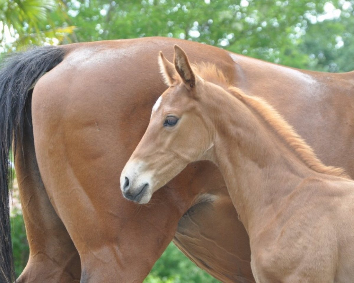 dressage horse Hengst von Sezuan/Monsun xx (Westphalian, 2015, from Sezuan)