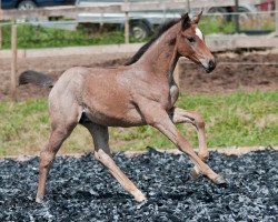 stallion Muppet Mc Cayne (Westphalian, 2015, from Cayanosch)