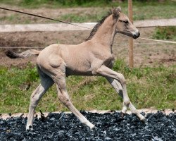 stallion Aquilo (German Sport Horse, 2015, from Muppet McArthur)