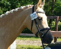 broodmare Kolvenfeld's Circus Ballerina (German Riding Pony, 2011, from Top Carlos Cassini)