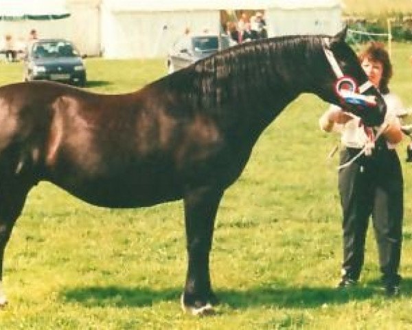 broodmare Abercippyn Rose Cariad (Welsh-Cob (Sek. D), 1989, from Trevallion Prince Comet)