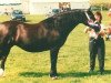 broodmare Abercippyn Rose Cariad (Welsh-Cob (Sek. D), 1989, from Trevallion Prince Comet)