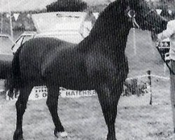 Deckhengst Trevallion Prince Comet (Welsh-Cob (Sek. D), 1977, von Tyhen Comet)