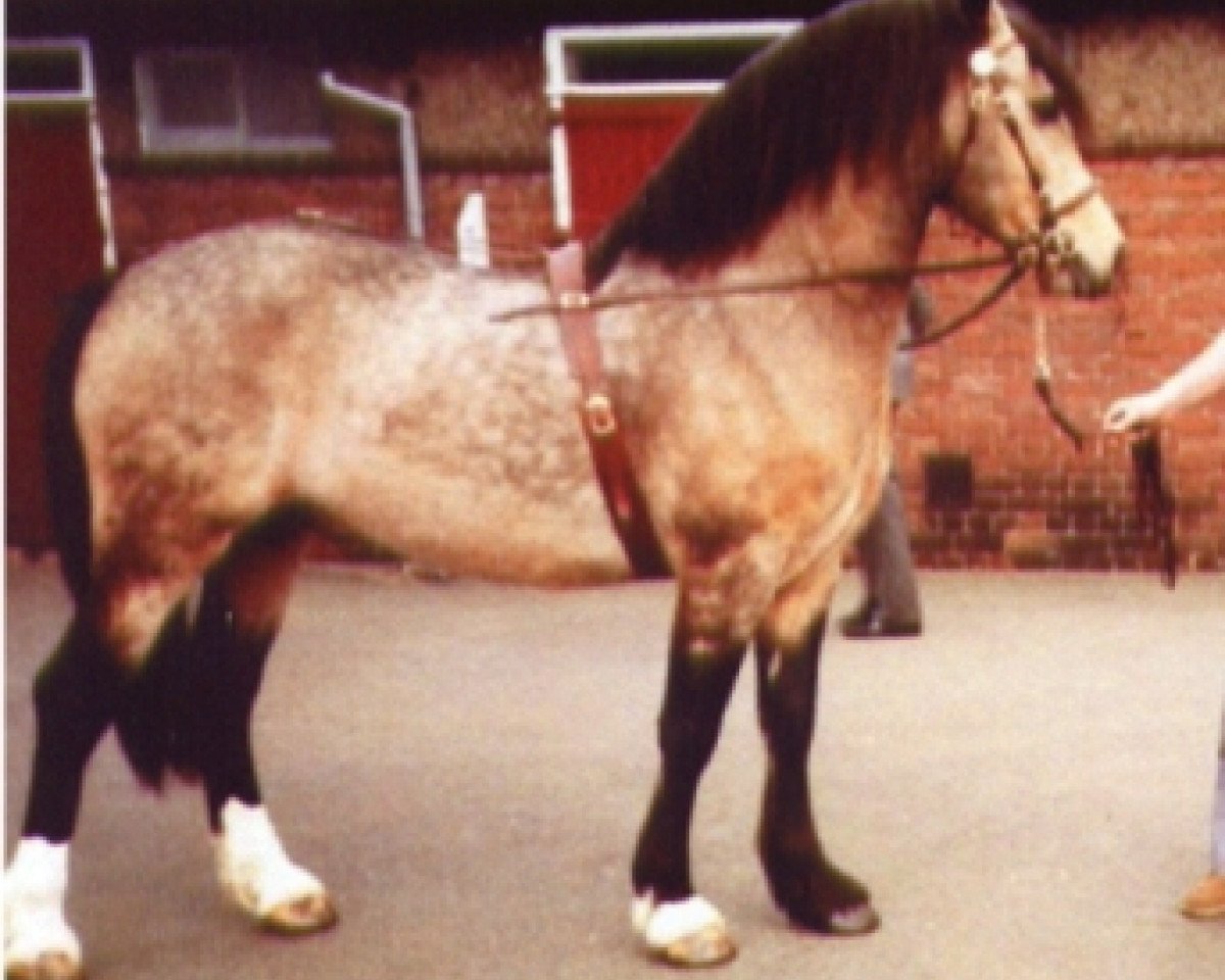 Deckhengst Trevallion Flash Jack (Welsh-Cob (Sek. D), 1977, von Tyhen Comet)