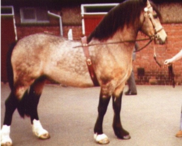 stallion Trevallion Flash Jack (Welsh-Cob (Sek. D), 1977, from Tyhen Comet)
