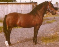 stallion Trevallion Kojak Comet (Welsh-Cob (Sek. D), 1975, from Tyhen Comet)