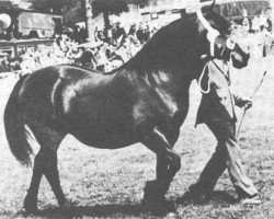 Zuchtstute Geler Nellie (Welsh-Cob (Sek. D), 1969, von Tyhen Comet)