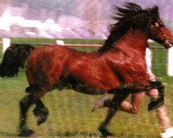 stallion Ty'r Capel Comet (Welsh-Cob (Sek. D), 1980, from Tyhen Comet)