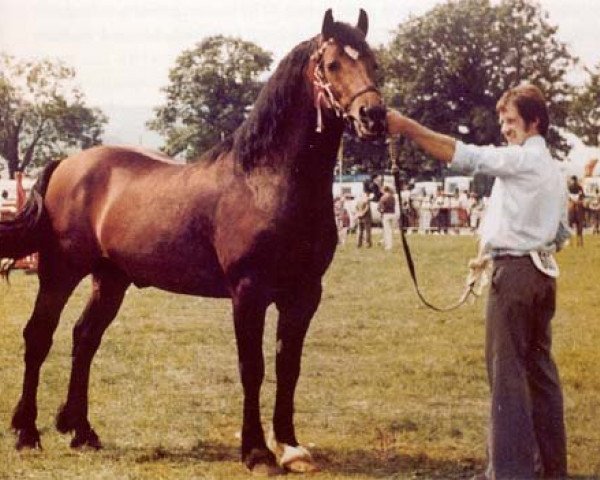 stallion Geler Ifan Ho (Welsh-Cob (Sek. D), 1972, from Tyhen Comet)