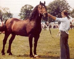 Deckhengst Geler Ifan Ho (Welsh-Cob (Sek. D), 1972, von Tyhen Comet)