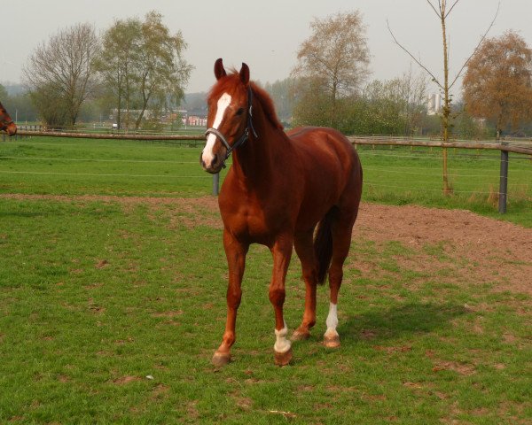 Pferd Lennox (Westfale, 2001, von Lexus)