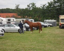 broodmare La Vida (Westphalian, 2004, from Lenardo)