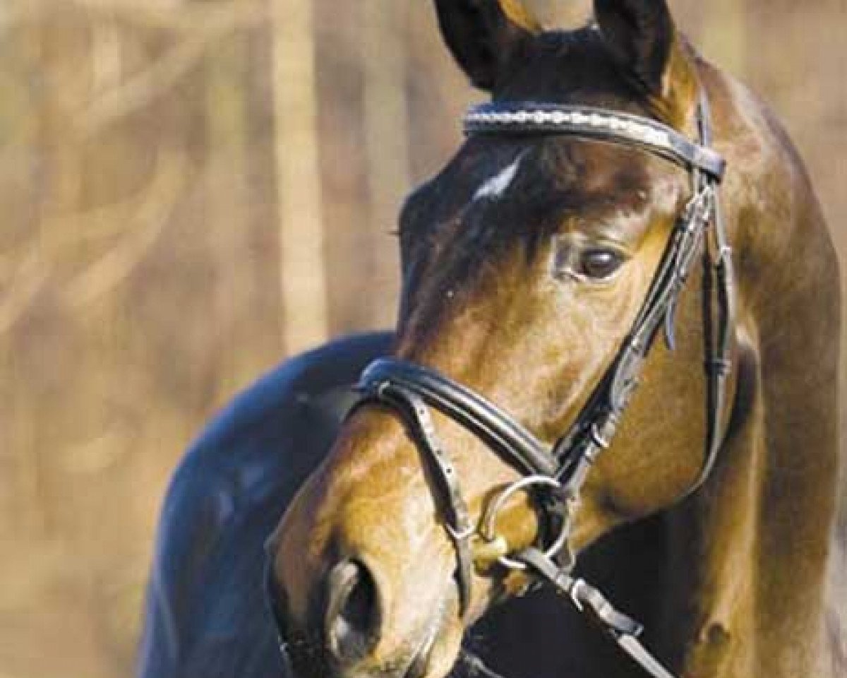 stallion Showtime (Westphalian, 2003, from Show Star)