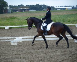 Pferd Rock Star (Westfale, 2002, von Rockwell)