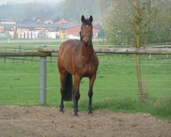 broodmare My Rock (Westphalian, 2003, from Rockwell)