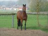 broodmare My Rock (Westphalian, 2003, from Rockwell)