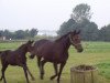 broodmare Fashion (Westphalian, 1997, from Fleurop)