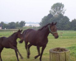 broodmare Fashion (Westphalian, 1997, from Fleurop)