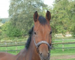 dressage horse Do It (Westphalian, 2009, from Donaugold 2)