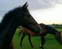 horse Veesers Dollargirl (Hanoverian, 2012)