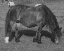 broodmare Ionos Polly (Welsh-Cob (Sek. D), 1962, from Meiarth Royal Eiddwen)