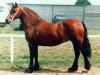 Zuchtstute Llanarth Iarlles (Welsh-Cob (Sek. D), 1972, von Tyhen Comet)