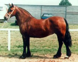 Zuchtstute Llanarth Iarlles (Welsh-Cob (Sek. D), 1972, von Tyhen Comet)