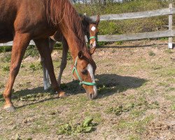 broodmare Bergenia xx (Thoroughbred, 1999, from Alwuhush xx)