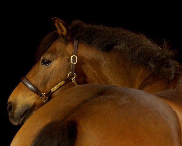 horse Bellini 36 (German Riding Pony, 1998, from Benedict)