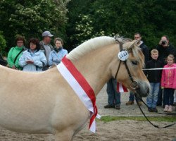 Zuchtstute Leonce (Fjordpferd, 2011, von Damar)