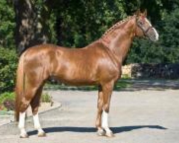 stallion Guidam Sohn (KWPN (Royal Dutch Sporthorse), 2001, from Guidam)