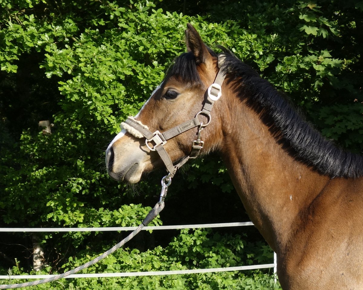 dressage horse Caipirinha (German Riding Pony, 2014, from Zilhouette's Cashmaker)