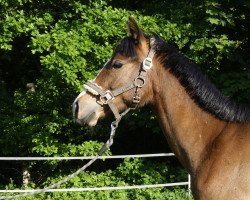 Pferd Caipirinha (Deutsches Reitpony, 2014, von Zilhouette's Cashmaker)